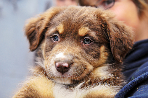 Child holding a puppy.