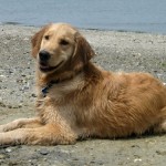 Honey the golden retriever on the beach at Cape May.