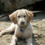 Honey is a golden retriever puppy on the beach.