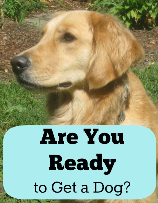 Are you ready to get a dog?