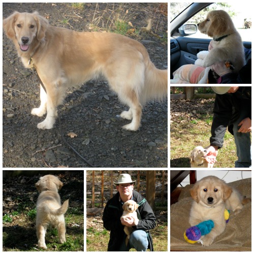 Honey the golden retriever from a puppy to mature dog.
