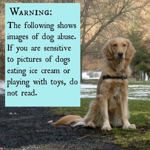 Dog abuse warning.