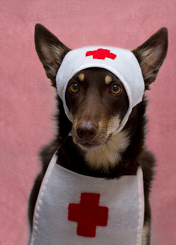 A dog nurse.