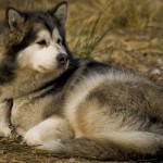 An Alaskan malamute sleeps outdoors.