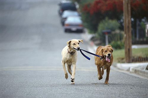 A lab and a golden go for a walk.