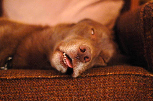 Sleeping zombie dog.