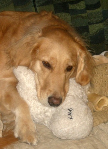 Honey the golden retriever sleeps with her stuffed lamb.