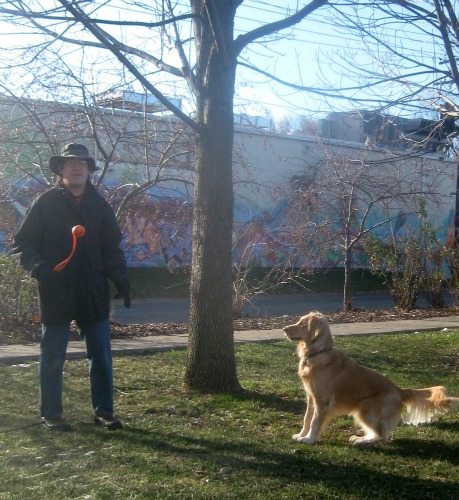 Honey the golden retriever waits for her ball.
