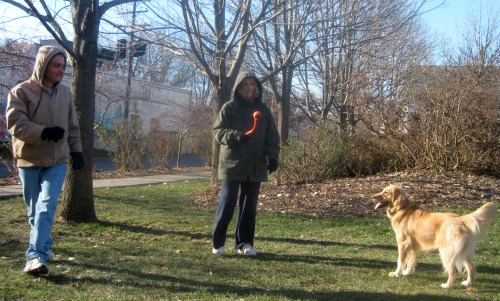 Honey the golden retriever waits for her ball.