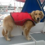 Honey the golden retriever aboard a sail boat.