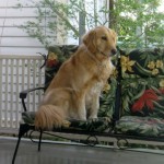 Honey the golden retriever sits on the porch.