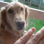 Honey the golden retriever looks at my poison ivy.