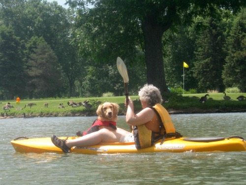 Honey the golden retriever in a kayak.