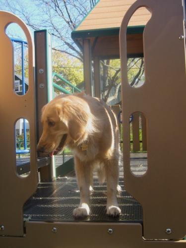 Honey the golden retriever plays at the playground.
