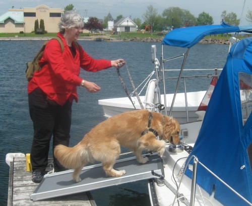 Honey the golden retriever goes aboard the sailboat on her ramp.