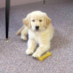 Honey the golden retriever puppy goes to work.