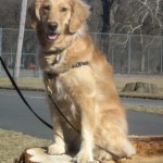 Honey the golden retriever sits on a stump.