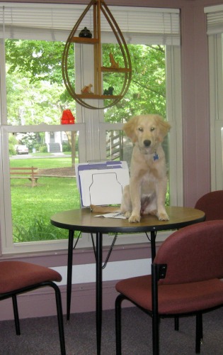 Honey the golden retriever sits on the table.