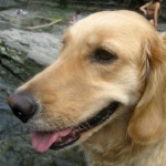 Honey the golden retriever.