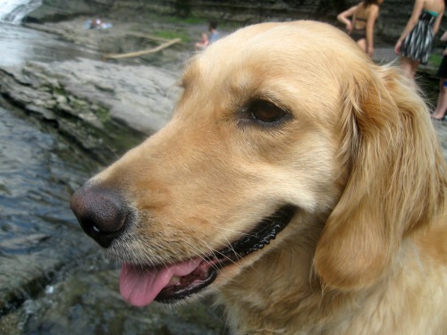 Honey the golden retriever.