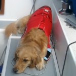 Honey the golden retriever naps on a sailboat.