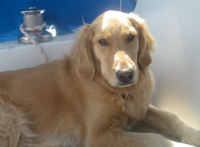 Honey the golden retriever sunning herself on a sailboat.