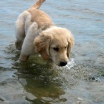 Honey the golden retriever puppy wades in the water.