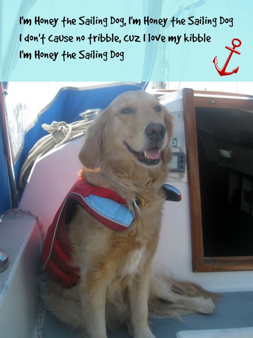 Honey the sailing dog.