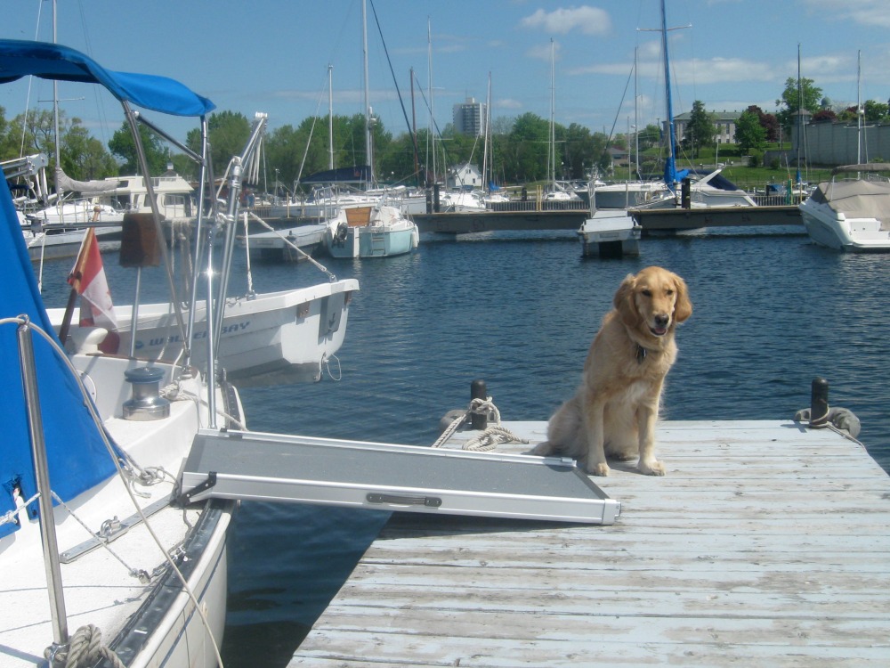Honey the golden retriever beside her Solvit telescoping ramp.