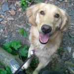 Honey the golden retriever puts her paws on a log.