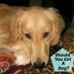 Honey the golden retriever asks: Should you get a dog?