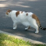 A cat in the neighborhood.