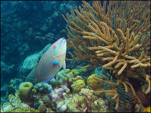 Face your fears to find the fun of snorkeling.
