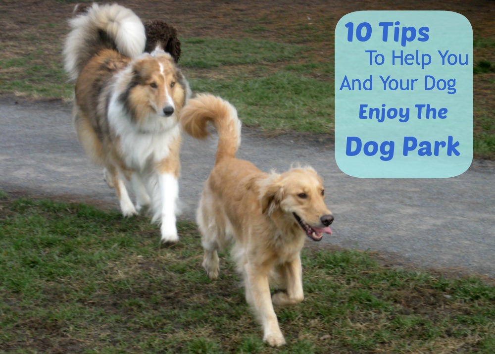 10 Tips To Help You Enjoy the Dog Park