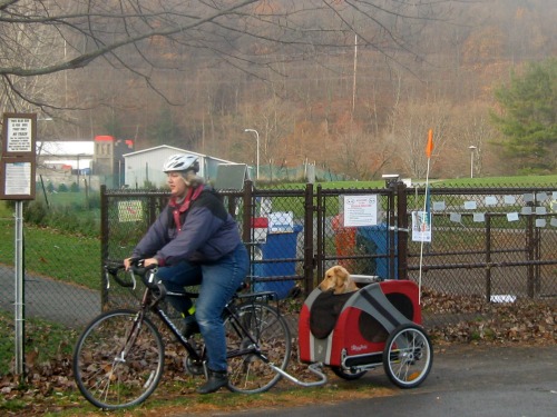 Honey the golden retriever comes to the dog park in her bike cart.