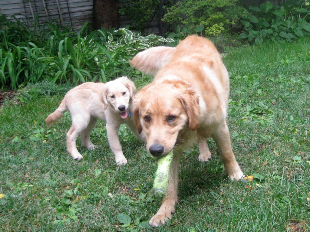 Honey the golden retriever puppy follows Riley.