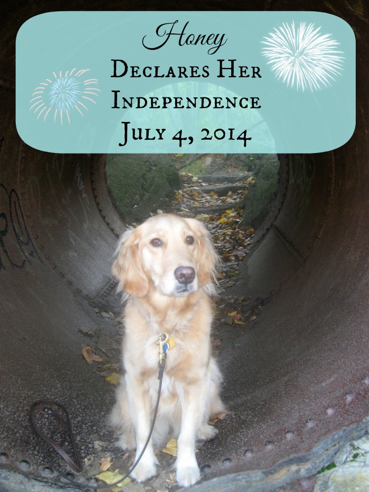 Honey the Golden Retriever declares her independence on july 4.