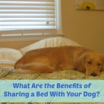 Honey the golden retriever in bed.