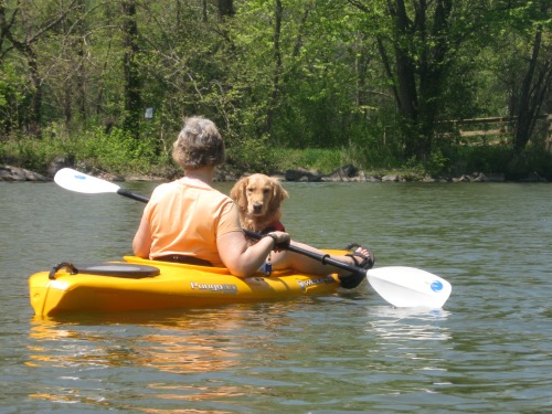 Honey the golden retriever rides in a kayak.