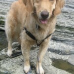 Honey the golden retriever on a rock in Fall Creek.