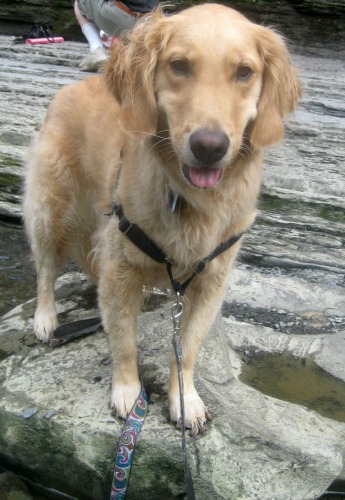 Honey the golden retriever on a rock in Fall Creek.