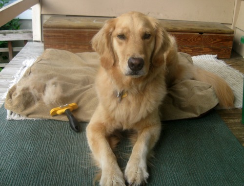 Honey the golden retriever rests on the porch.