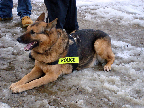 Police dog.