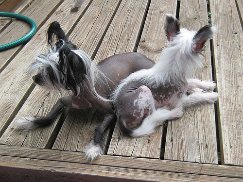 Two hairless dogs.