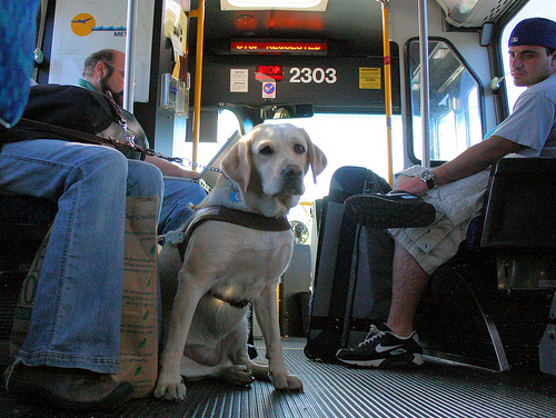 Guide dog on a bus.