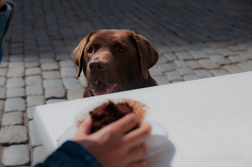Chocolate lab looking at treat.