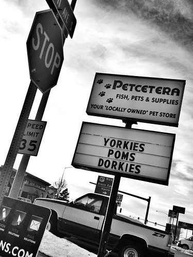 Pet store advertising dogs for sale.