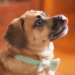 Theo is a cuddly puggle.