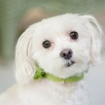 Nelly the white dog.