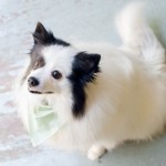 Dog looks up eagerly.